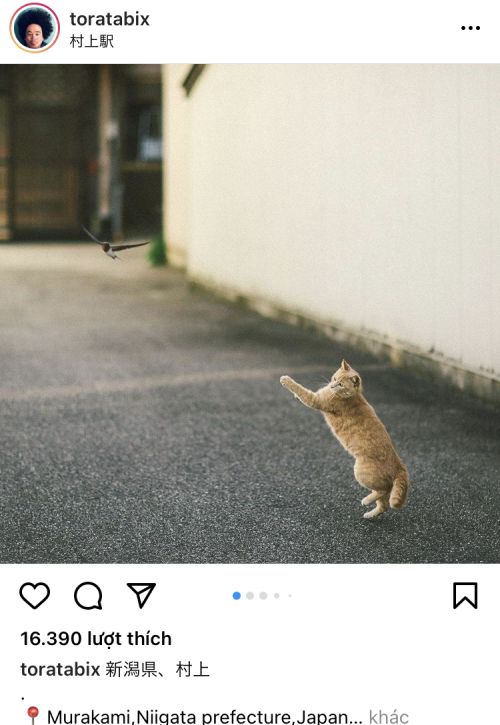 Daisuke Saito và những bức ảnh về mèo Daisuke Saito và những bức ảnh về mèo